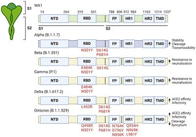 Therapeutic development targeting host heparan sulfate proteoglycan in SARS-CoV-2 infection